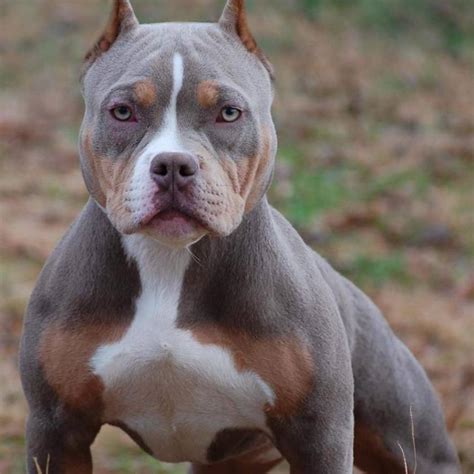 This puppy is a purple tri-color American Bully with a perfect distrib