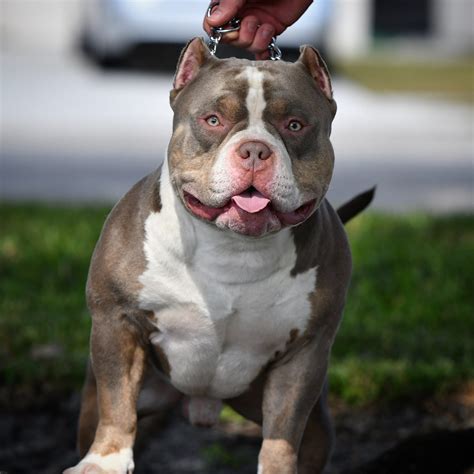 Tri color pocket bully puppy. A tri-colored Bully is an American Bully that has three coat colors evident on its fur rather than the typical one with one or two colors. Their coat exhibits a base color along with tan and white points. The base color options include black, blue, chocolate, and lilac. Rare genes found in the Bully breed’s agouti gene … See more 