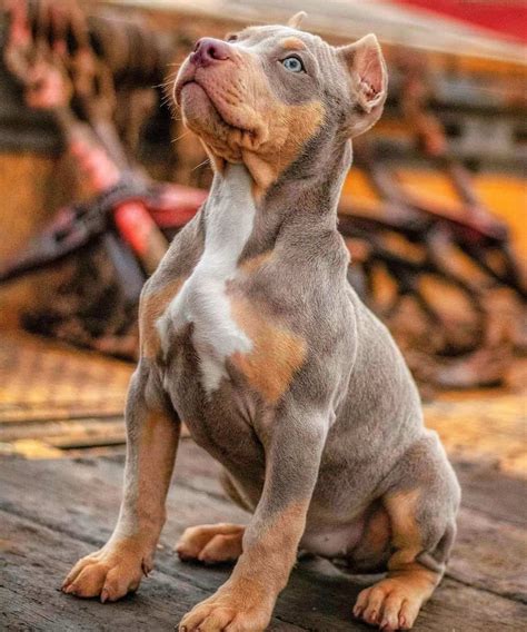 The Merle Gene. If a pitbull carries the merle gene, they are much more likely to develop blue eyes than a dog that does not. The Merle gene causes a random pigment dilution or lightening of the nose, eyes, and fur, allowing any of these areas to be affected. This is why you'll often see dogs with this gene displaying a beautiful "Merle ...