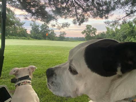 Tri county golf ranch dog attack. Officers found 62-year-old Lawrence King being attacked by two dogs shortly before 9:30 a.m. Wednesday at the Tri-County Golf Ranch in Springdale, a news release said. Police say King is the co ... 
