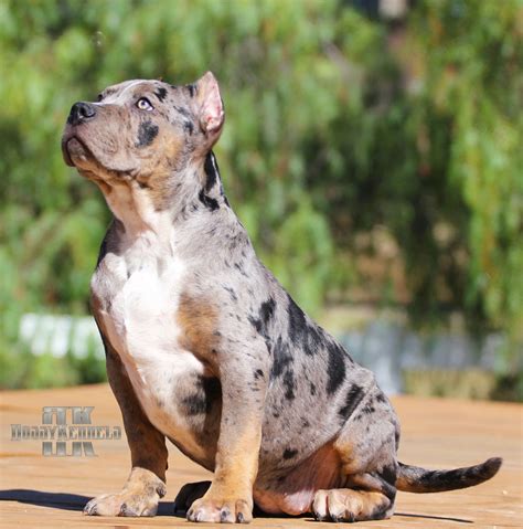 Tri merle pitbull. Lilac Tri-Color Pitbull. Photo from @enhancedk9 (IG) We’ll start with the Lilac variation. If you haven’t seen this Pitbull, it has an almost solid lilac coat with smaller patches of tan and white. The white is mostly around her neck, and the area around her paws, snout, ears. While their hind legs have very fine, tan fur. 