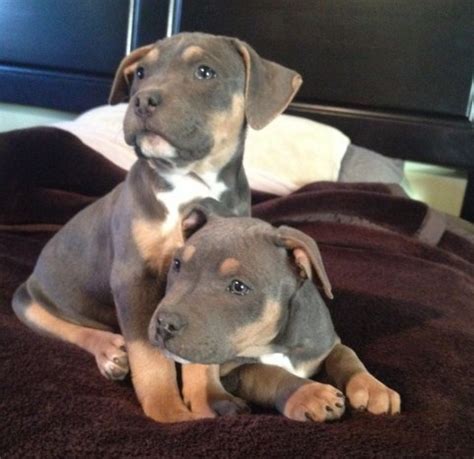 Tri pitbull puppies for sale. Things To Know About Tri pitbull puppies for sale. 