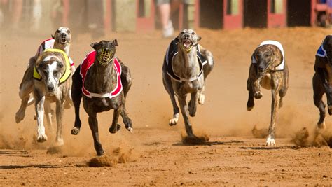 Its most recent analysis puts that at 41. The Michigan State University Animal Legal and Historical Center recently published its “Overview of Dog Racing Laws”. The publication reported that .... Tri state dog racing live