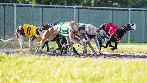 Welcome to TrackInfo.com, your one stop source for greyhound racing, harness racing, and thoroughbred racing including entries, results, statistics, etc. Find everything you need to know about greyhound & horse racing at TrackInfo.com