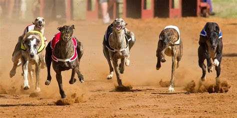 Tri state greyhound track. Things To Know About Tri state greyhound track. 
