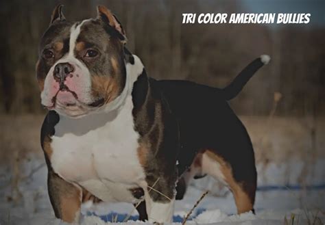 Tri-Color American Bullies - Facts You Need To …