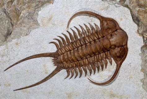 These trilobites were collected from the Maquoketa Formation of Pike County, Missouri. The largest trilobite is .43" long. It comes with an acrylic display stand. Trilobites were a very diverse group of extinct marine arthropods. They first appeared in the fossil record in the Early Cambrian (521 million years ago) and went extinct during the ...