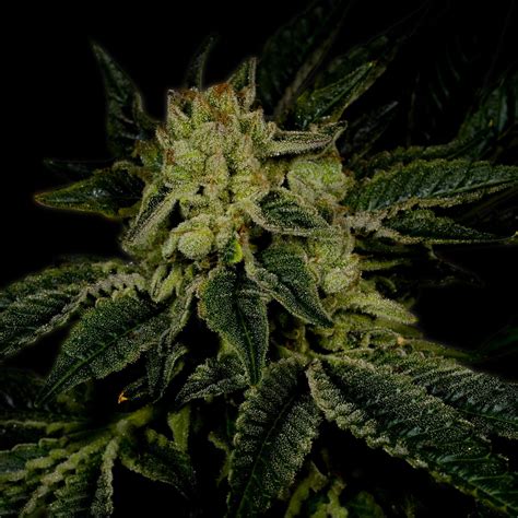 Triangle Kush Auto seeds for sale Premium Cultivars