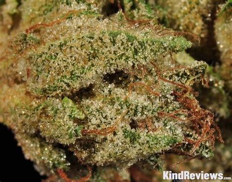 The flavour of this strain is very deep and rich with earthy, diesel, chocolate, Skunky and OG Kush notes. Its high THC production gives rise to a powerful, heavy, couchlock type …. 