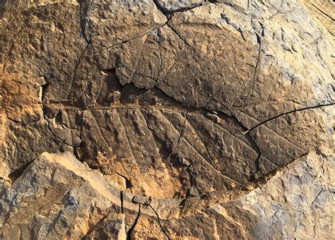 Triassic plant fossils in concretions • Flinders Ranges Field …