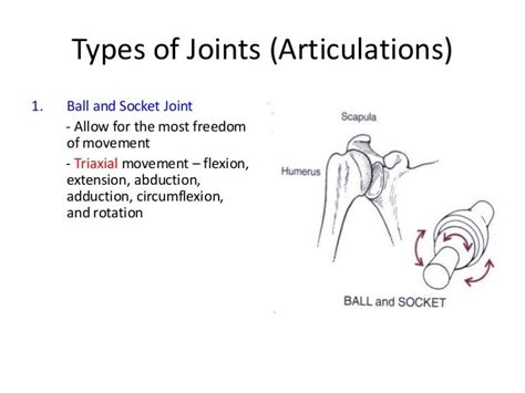 Triaxial joints (description, example); diaphragm - Quizlet