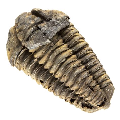 Tribobite. Anatomía. El nombre «Trilobite» significa «Tres lóbulos». Este título se refiere a tres secciones principales del trilobite: un lóbulo central y dos lóbulos pleurales. Más popularmente, se les conoce como: el cefalón (cabeza), el tórax (abdomen), y el pigidio (cuento). 
