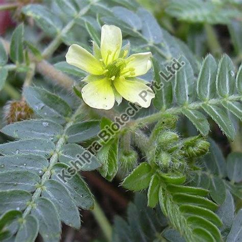 Tribulus Terrestris Extract manufacturers & suppliers - Made-in-China…