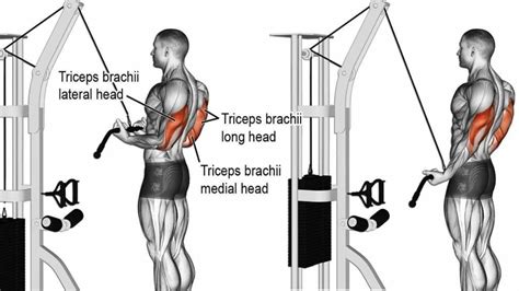 Tricep press. Things To Know About Tricep press. 