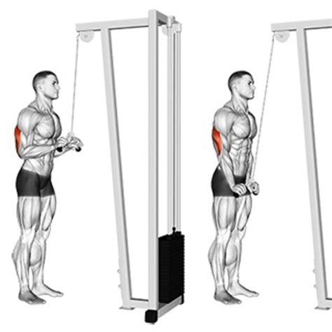 Tricep pull down. Things To Know About Tricep pull down. 