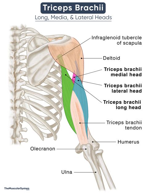 Triceps brachii