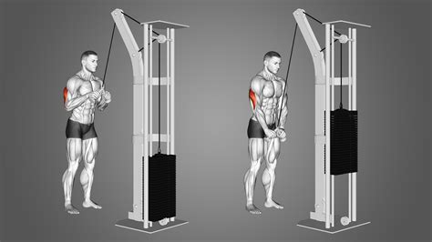 Triceps pushdown. Things To Know About Triceps pushdown. 