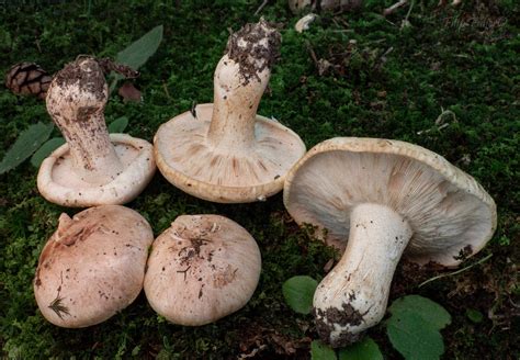 Tricholoma acerbum - Wikidata