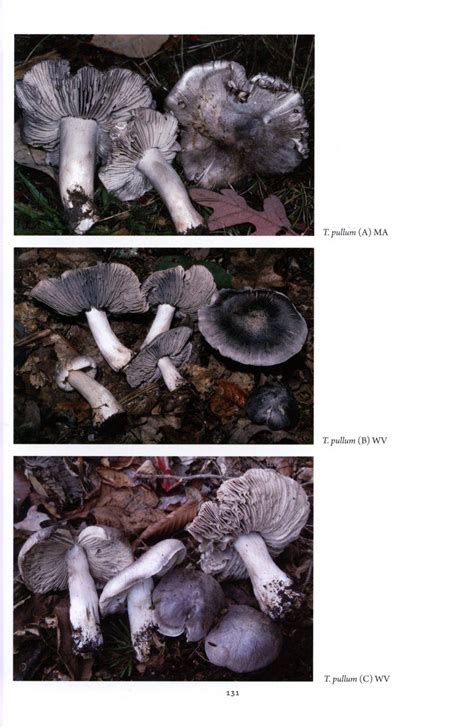 Tricholomas of north america a mushroom field guide corrie herring. - Système palatial en orient, en grèce et à rome.