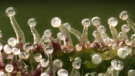 Trichomes rochester. Trichomes ( / ˈtraɪkoʊmz, ˈtrɪkoʊmz /; from Ancient Greek τρίχωμα (tríkhōma) ' hair ') are fine outgrowths or appendages on plants, algae, lichens, and certain protists. They are of diverse structure and function. Examples are hairs, glandular hairs, scales, and papillae. A covering of any kind of hair on a plant is an indumentum ... 