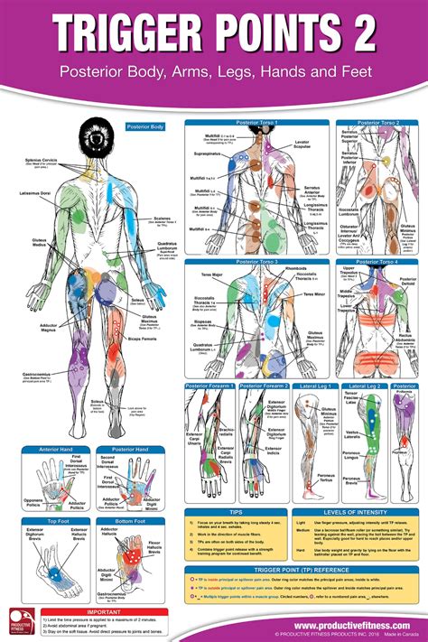Trigger Point Therapy Chart/Poster Set; Acupressure Charts Myofascial