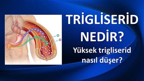 Trigliserit Nedir & Yüksekliği Neden Olur? Medicana.