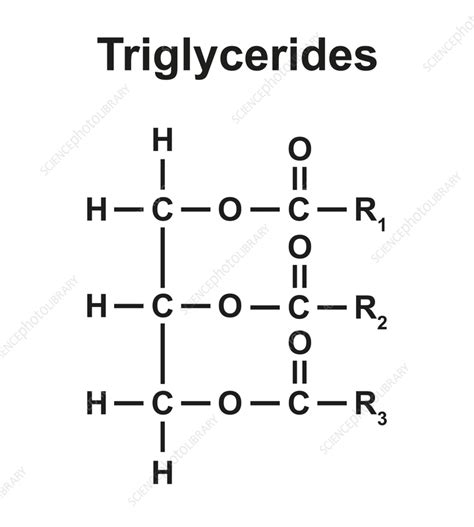 Triglyceride structure.  The structure is simple, consisting of two distinct molecular component...