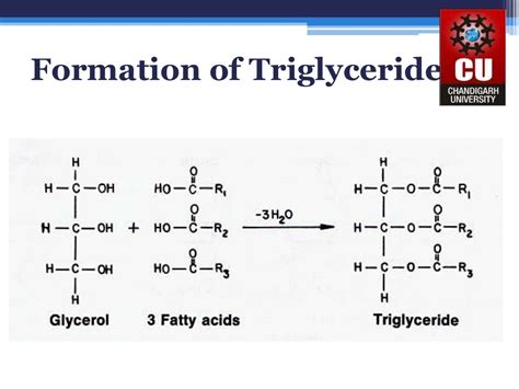 Triglycerides