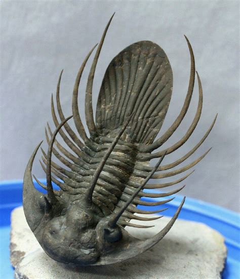 One of the most famous trilobite species found in the UK is the Calymene blumenbachii, which is known for its distinctive spiny exoskeleton and has become an iconic symbol of the UK's fossil heritage. Other important trilobite fossils found in the UK include the Phacops rana and the Asaphus kowalewskii. Overall, the study of British ...