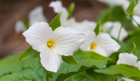 Trillium Flower (Birthroots) Meaning and Symbolism