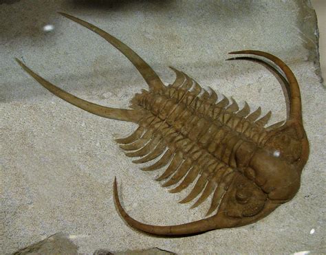 6 Nis 2022 ... Trilobites are now-extinct marine arthropods that first appeared in the fossil record around 541 million years ago. They were stout creatures .... 