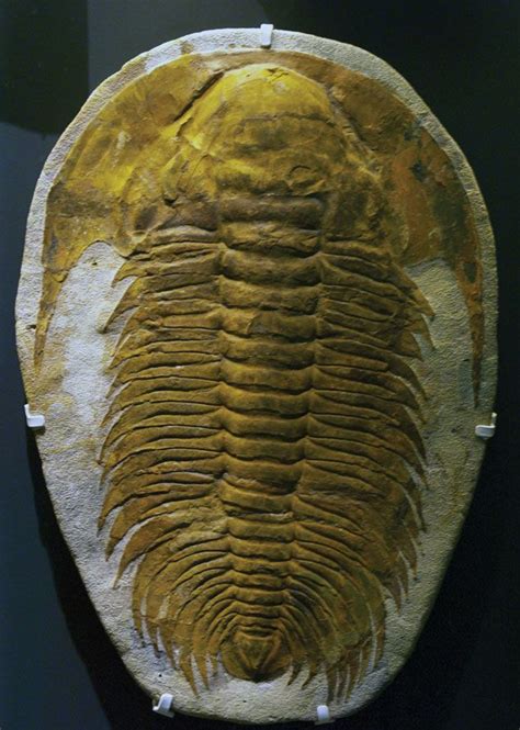 Detail of a 540 year old Trilobite from the Paleozoic era at MEF ... Illustration of Trilobites from Paleozoic period .... 
