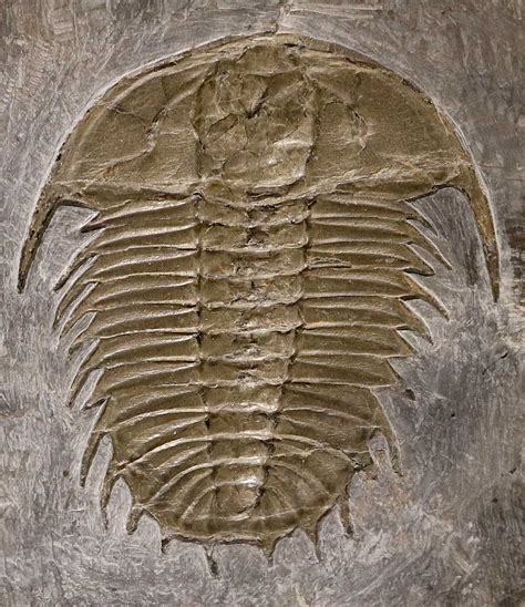 Trilobite fosil. Fossils of trilobites, ammonites, and other prehistoric life including dinosaurs, coral, and shark teeth can be found in eastern Morocco. Paleontologists have been able to significantly improve the geological record through excavations in Morocco. Fossils and minerals shops in a Berber village in the Sahara desert. 