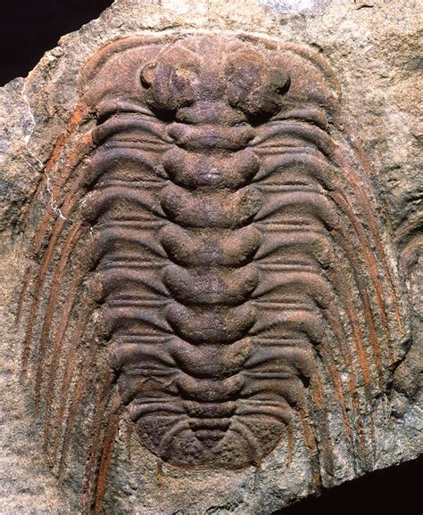 Fossils of trilobites, ammonites, and other prehistoric life including dinosaurs, coral, and shark teeth can be found in eastern Morocco. Paleontologists have been able to significantly improve the geological record through excavations in Morocco. Fossils and minerals shops in a Berber village in the Sahara desert.. 