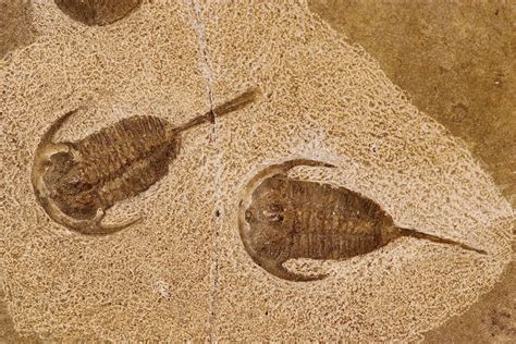 The fossil record suggests that trilobites reached the peak number of species alive at one time, and abundance, by 485 million years ago. Long lived, diverse, ...