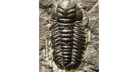 Trilobites’ growth may have resembled that of EurekAlert!