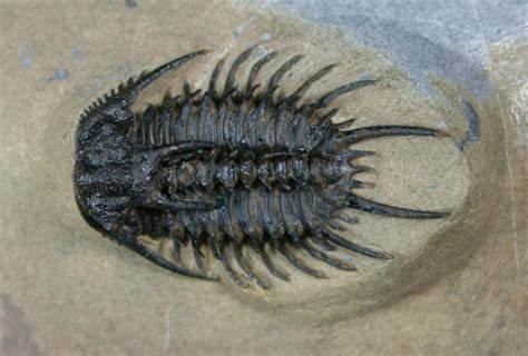 Trilobites are hard-shelled, segmented orthopods that existed over 300 million years ago in the Earth's ancient seas. Trilobites are second in fame only to .... 