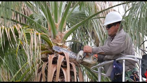 Trim palm trees. The best time to trim palm trees is during the winter months when the tree is dormant. This is because the tree will not be actively growing, so the trimming process will cause less shock and stress to the tree. However, if the palm tree is in a climate with mild winters, it can also be trimmed during the summer months. 