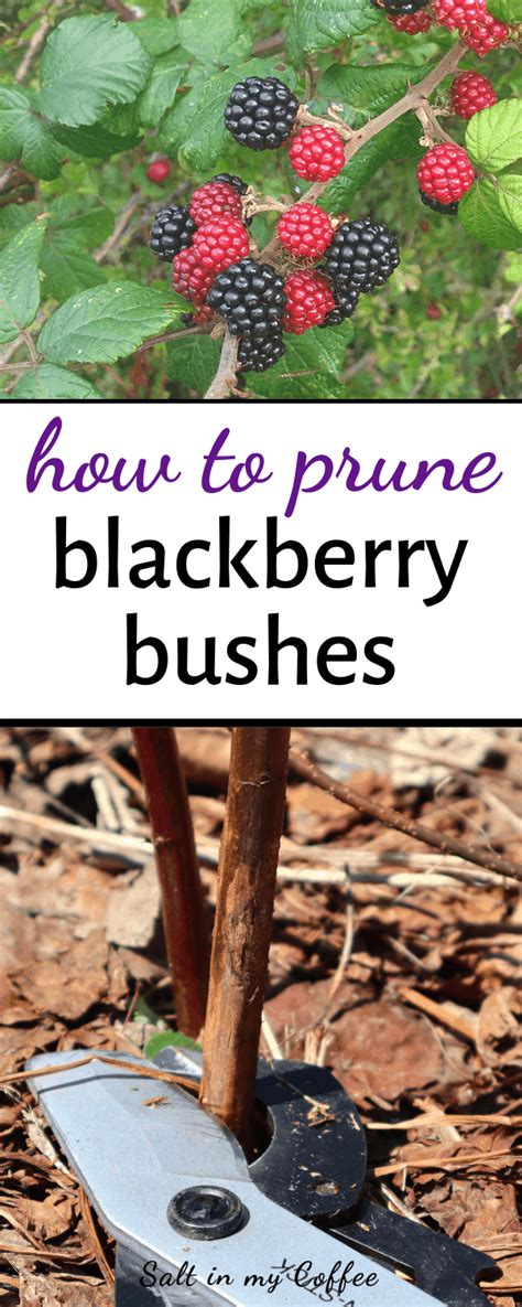 Trimming Your Blackberries - Smart Guide to Blackberry Bush …