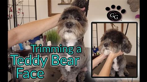 Trimming a Teddy Bear Face - Gina