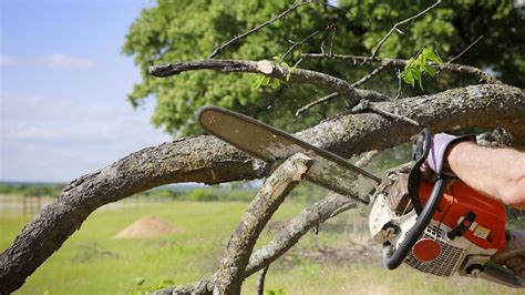 Trimming and Cutting of Trees - Others - lawyersclubindia