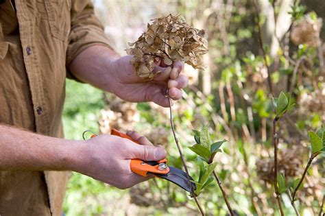 Trimming hydrangea in spring