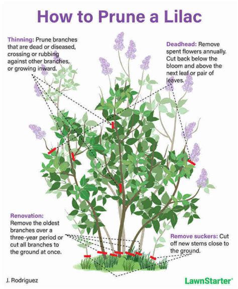 Trimming lilac bushes. Pruning lilacs is an important step in assuring they’ll bloom well for you. Mark Viette has some tips on doing it right, In The Garden. More at http://VaFarm... 
