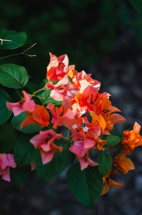 Trinidad and Tobago - Flower Delivery - abcFlora.com