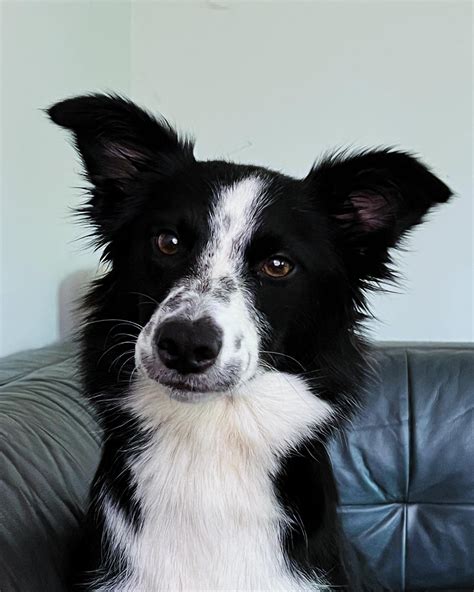 Trinity border collies.  PLEASE CALL YOUR PROIVDER&rsquo;S OFFICE DIRECTL...