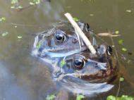 Trinley Brae Allotments Links - Spanglefish