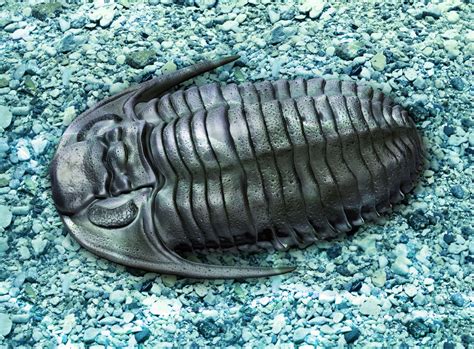 A high-resolution 3-D scan of a fossilized trilobite reveals wh