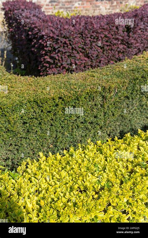 Triple hedge. Diane Macdonald/Getty Images Some of the best topiary plants are also among the best hedge plants, since desirable qualities for the former are desirable for the latter, too.The broadleaf shrub, privet … 