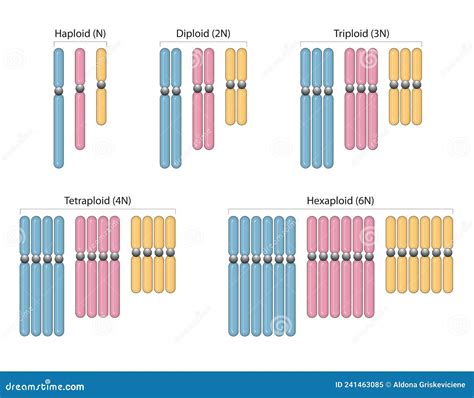 Triploidy: How Does The Genetic Defect Occur?