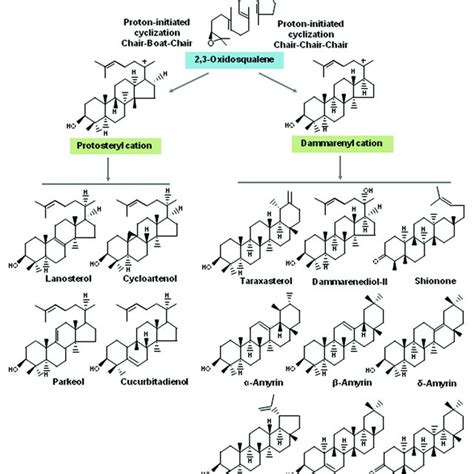 Triterpenes in plants pdf